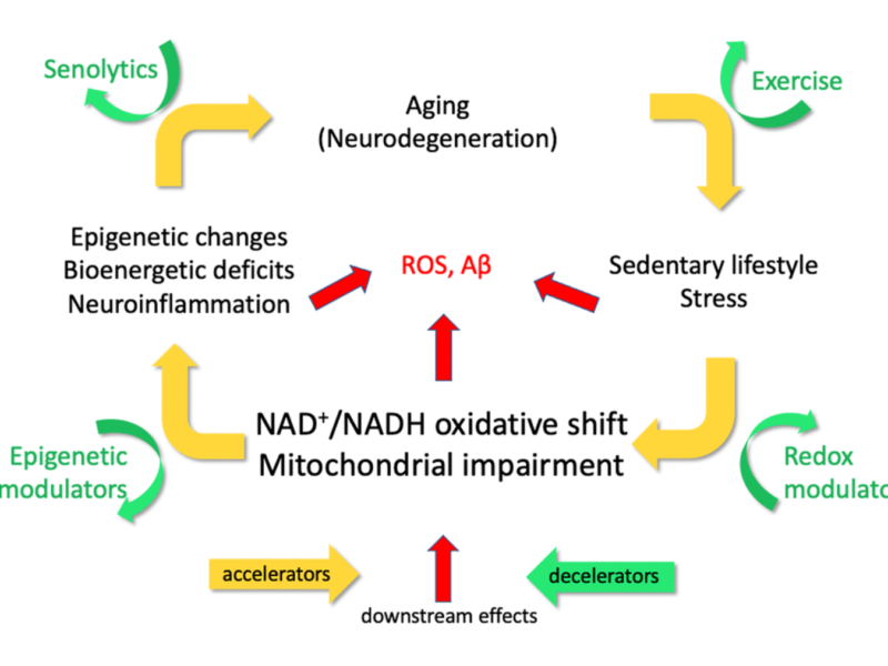 Figure 1. The EORS downward spiral of aging and Alzheimer’s (Epigenetic Oxidative Redox Shift) [2]. Yellow arrows illustrate mechanistic targets that propel the vicious cycle triggered by age-related oxidative shifts (NAD+/NADH) and age-related sedentary behavior, which elicit ROS, inflammatory stress and possibly Aβ. Green arrows indicate practical interventions to decelerate the vicious cycle and impede the progression of aging and AD.