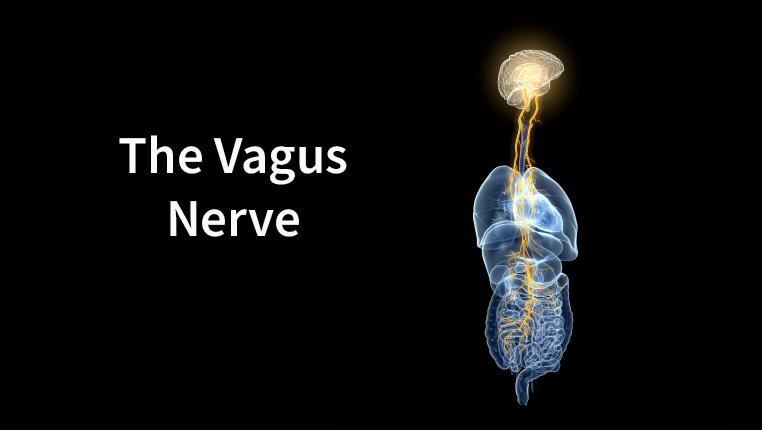 Vagus nerve with lungs, heart, stomach and digestive tract, medically illustration