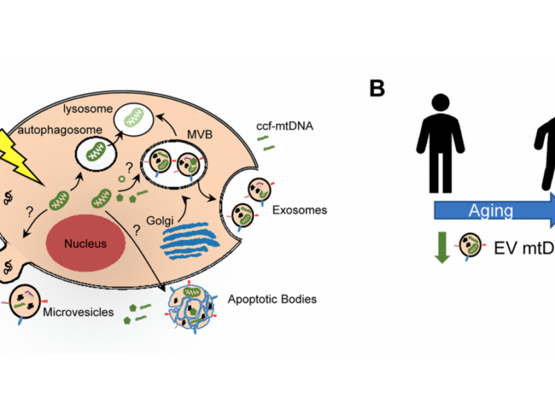 Figure 1. Mitochondrial DNA in extracellular vesicles and association with human aging.