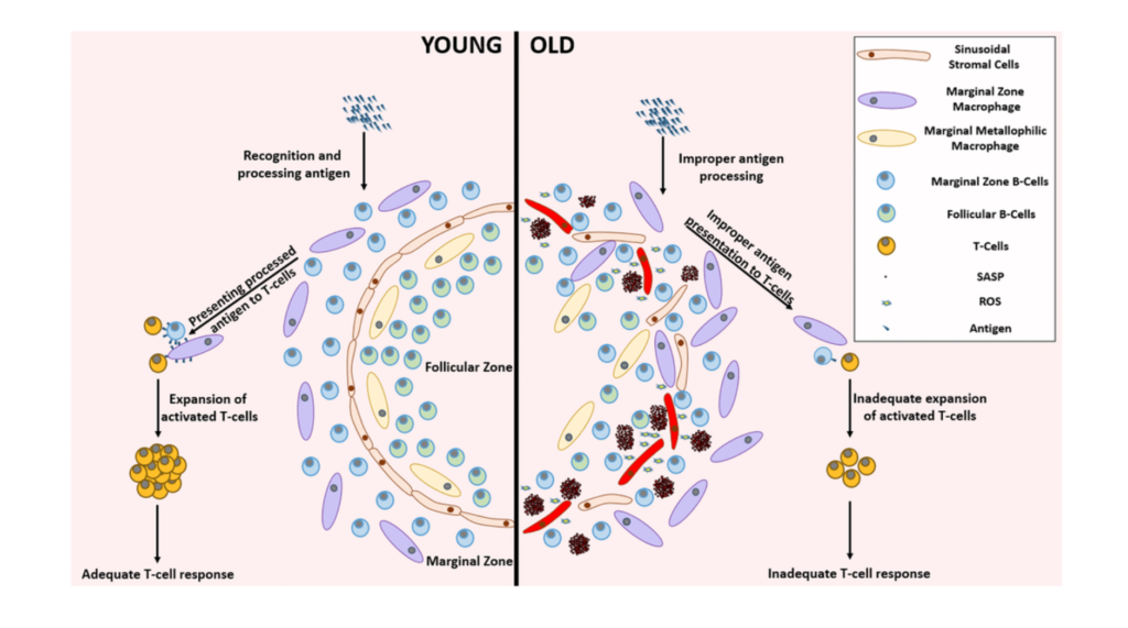 Figure 4. Remarkable differences between the young and aged splenic environment.