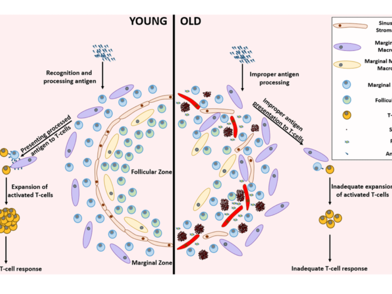 Figure 4. Remarkable differences between the young and aged splenic environment.