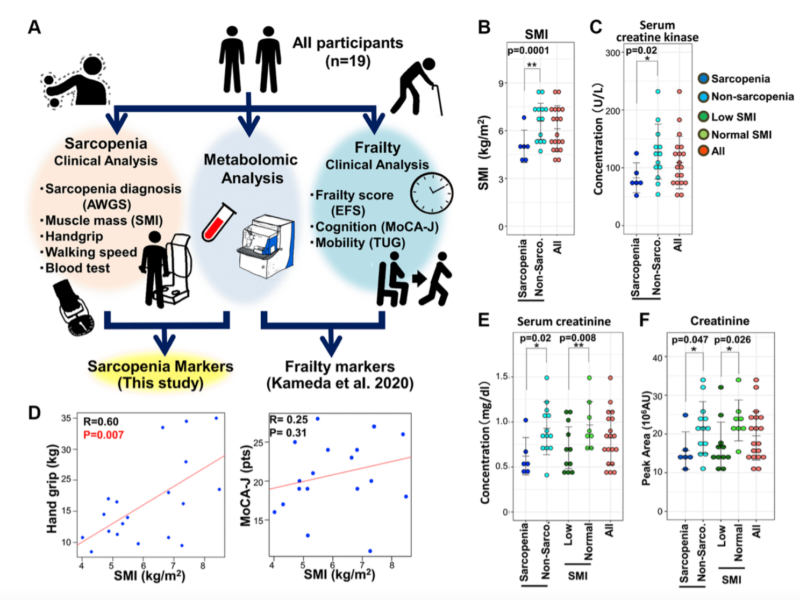 Reduced uremic metabolites are prominent feature of sarcopenia, distinct from antioxidative markers for frailty