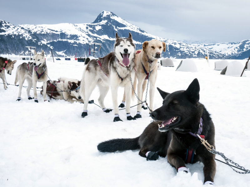 Sled dogs take a rest break during a dog sled run