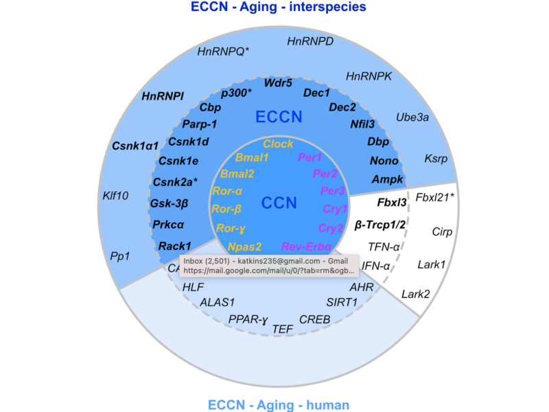 Figure 6. Matching of our CR-related DEGs evidenced to be regulated with aging with a curated human CR network.