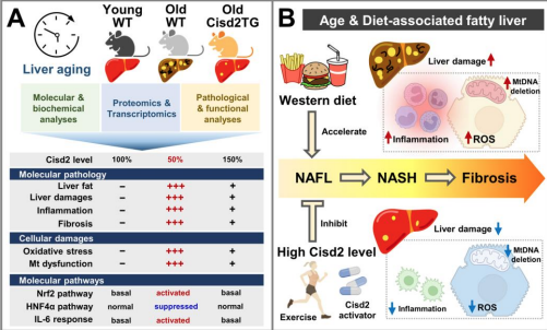 Enhancing CISD2 expression to retard liver aging