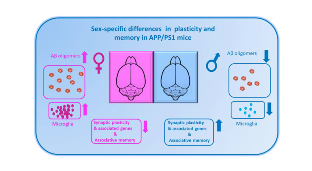 Figure 1. The diagram shows sex-specific alterations in plasticity and memory and the associated changes in amyloid beta (Aβ) pathology and inflammatory response in APP/PS1 mice.