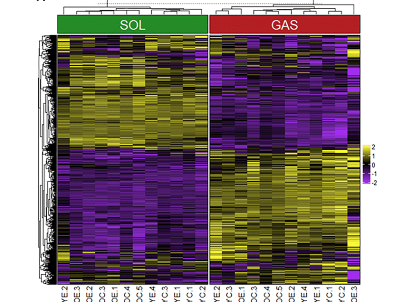 Figure 1. Heatmap and PCA showing the effects of muscle fiber type, aging, and exercise on gene expression.