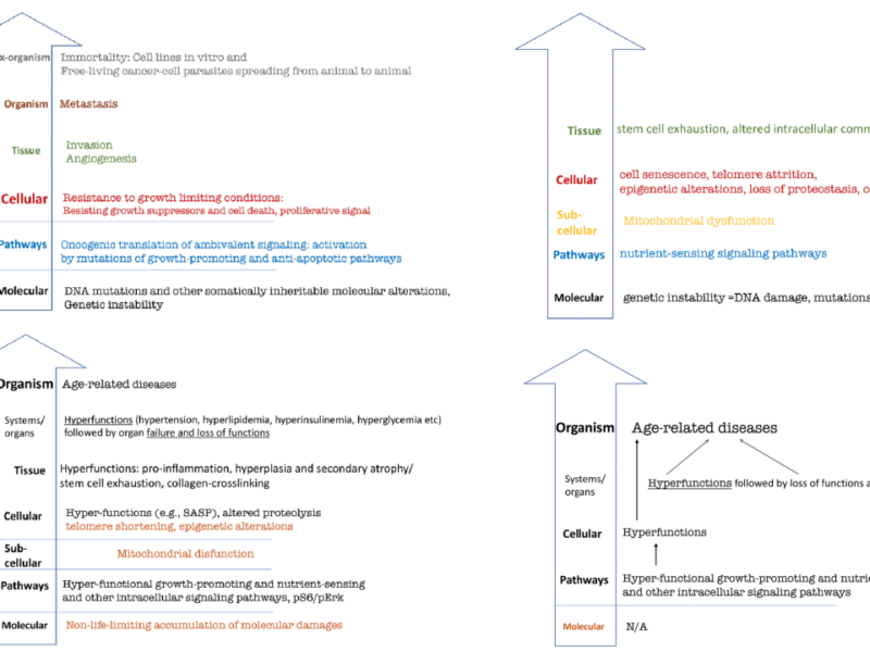 Hallmarks of Cancer and Aging