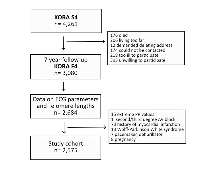 Common electrocardiogram measures are not associated with telomere length