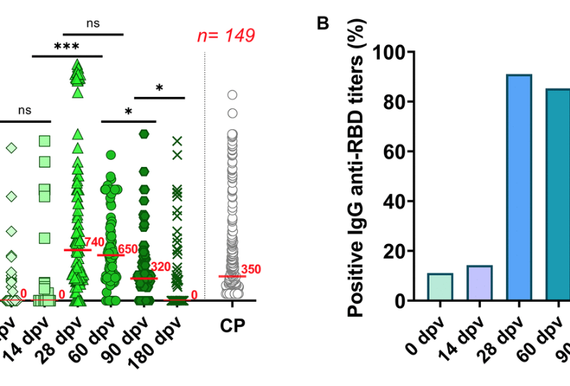 Humoral immunoresponse elicited against an adenoviral-based SARS-CoV-2 coronavirus vaccine in elderly patients