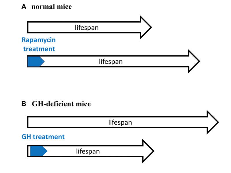 Rapamycin treatment early in life reprograms aging: hyperfunction theory and clinical practice