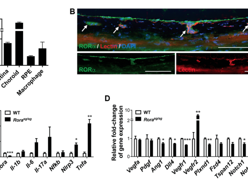 Genetic deficiency and pharmacological modulation of RORα regulate laser-induced choroidal neovascularization