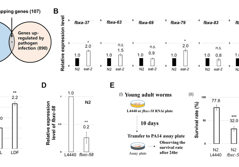 The innate immune signaling component FBXC-58 mediates dietary restriction effects on healthy aging in Caenorhabditis elegans