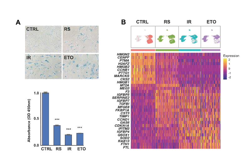 Single-cell transcriptomic analysis uncovers diverse and dynamic senescent cell populations