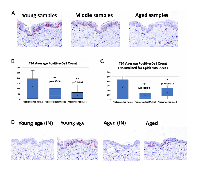 A novel peptide ‘T14’ reflects age and photo-aging in human skin