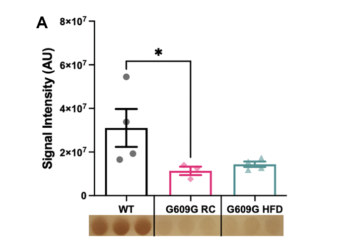 Hepatic hydrogen sulfide levels are reduced in mouse model of Hutchinson-Gilford progeria syndrome