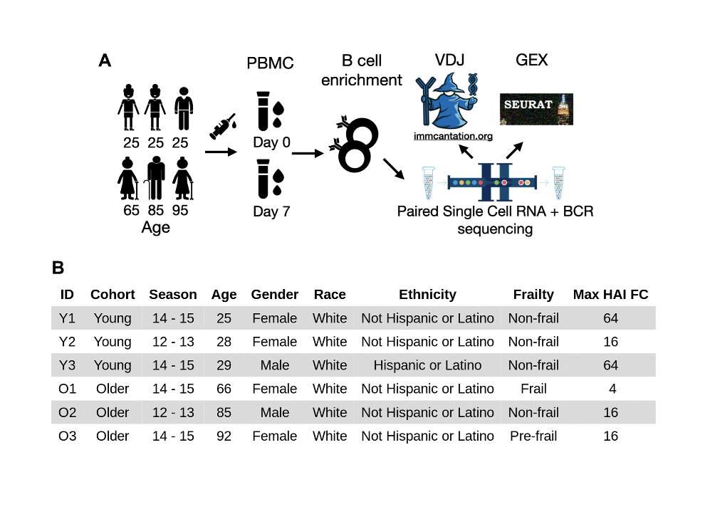 High-throughput single-cell profiling of B cell responses following inactivated influenza vaccination in young and older adults