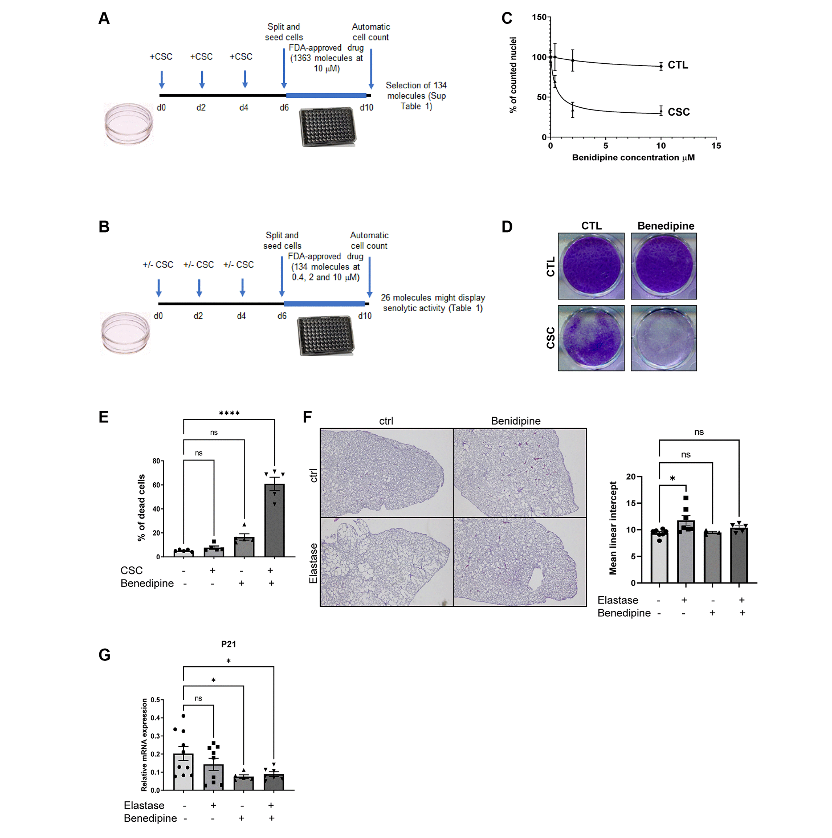 Benidipine calcium channel blocker promotes the death of cigarette smoke-induced senescent cells and improves lung emphysema