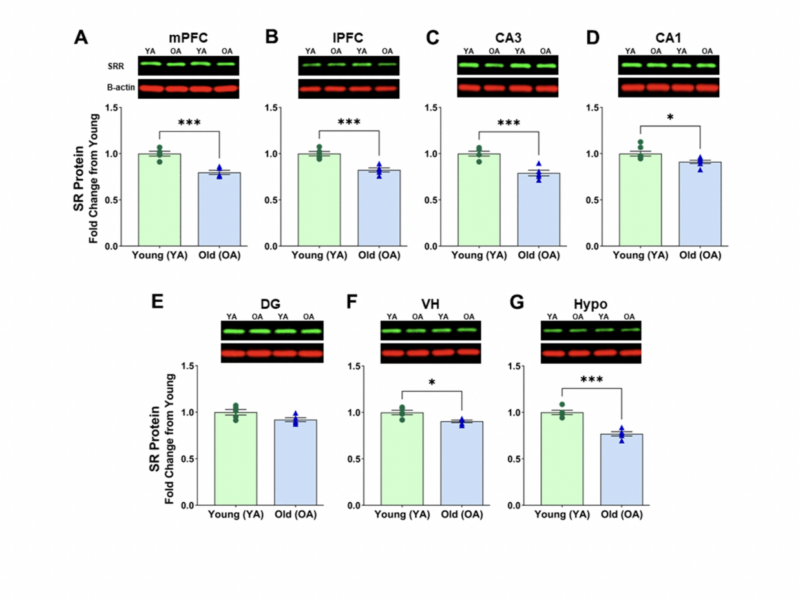 Serine racemase expression profile in the prefrontal cortex and hippocampal subregions during aging in male and female rats