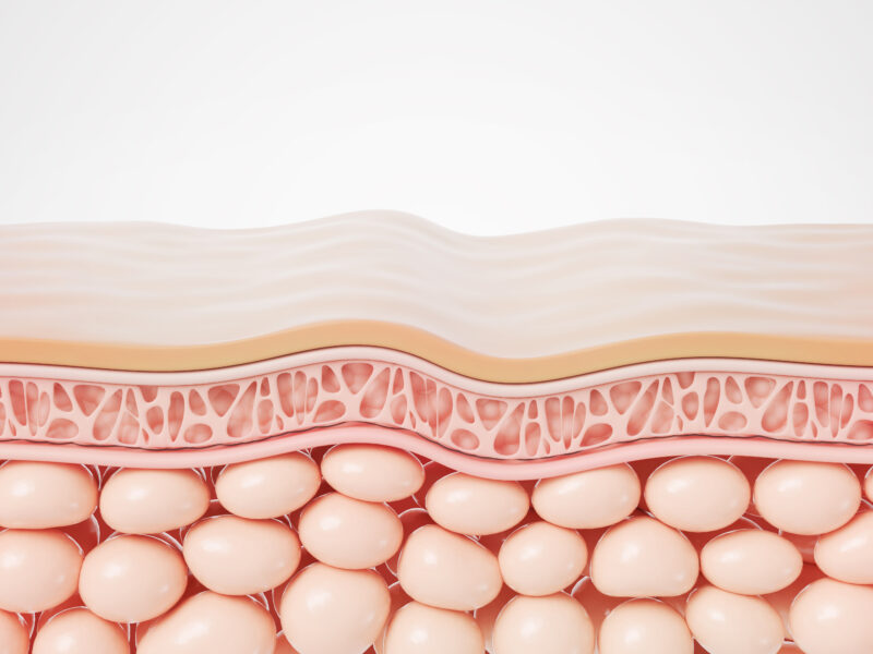 Human skin layers