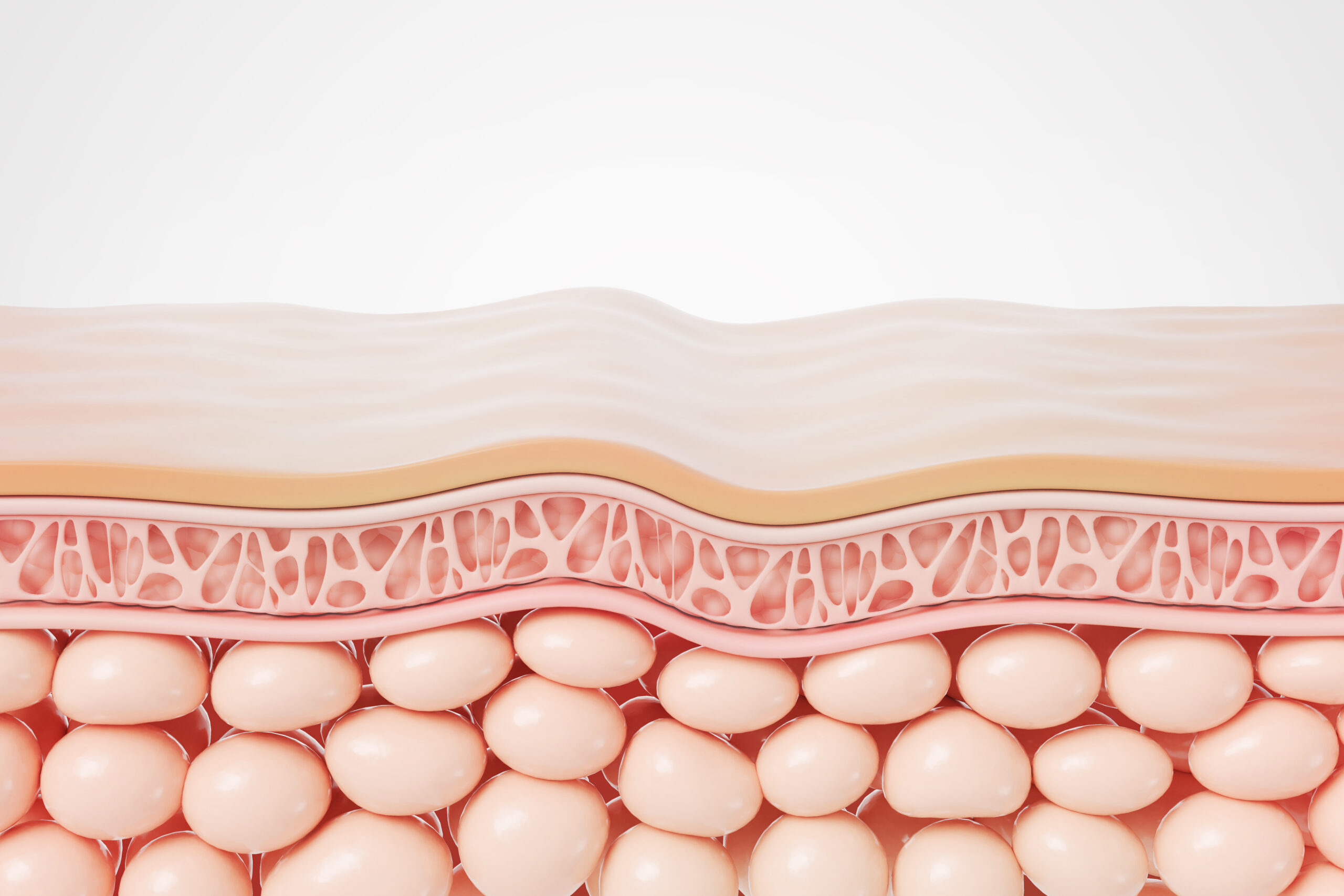 Unveiling Role of Cytoskeleton in Aging: Insights from Dermal Fibroblast Research