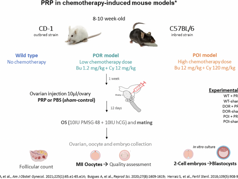 Intraovarian PRP injection improves oocyte quality and early embryo development in mouse models of chemotherapy-induced diminished ovarian reserve