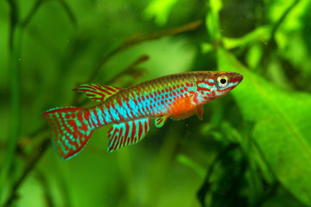 African Turquoise Killifish