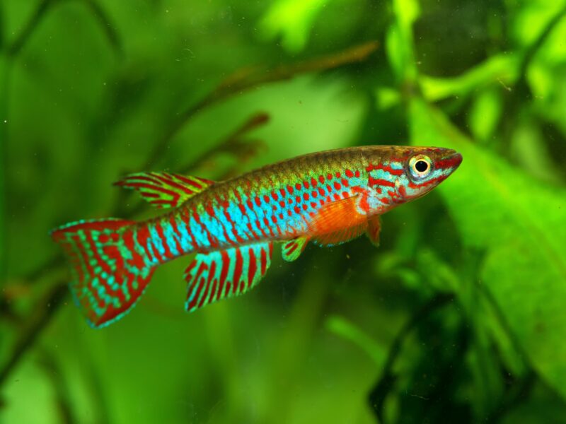 African Turquoise Killifish