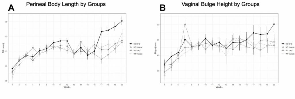Use of the senolytics dasatinib and quercetin for prevention of pelvic organ prolapse in a mouse animal model