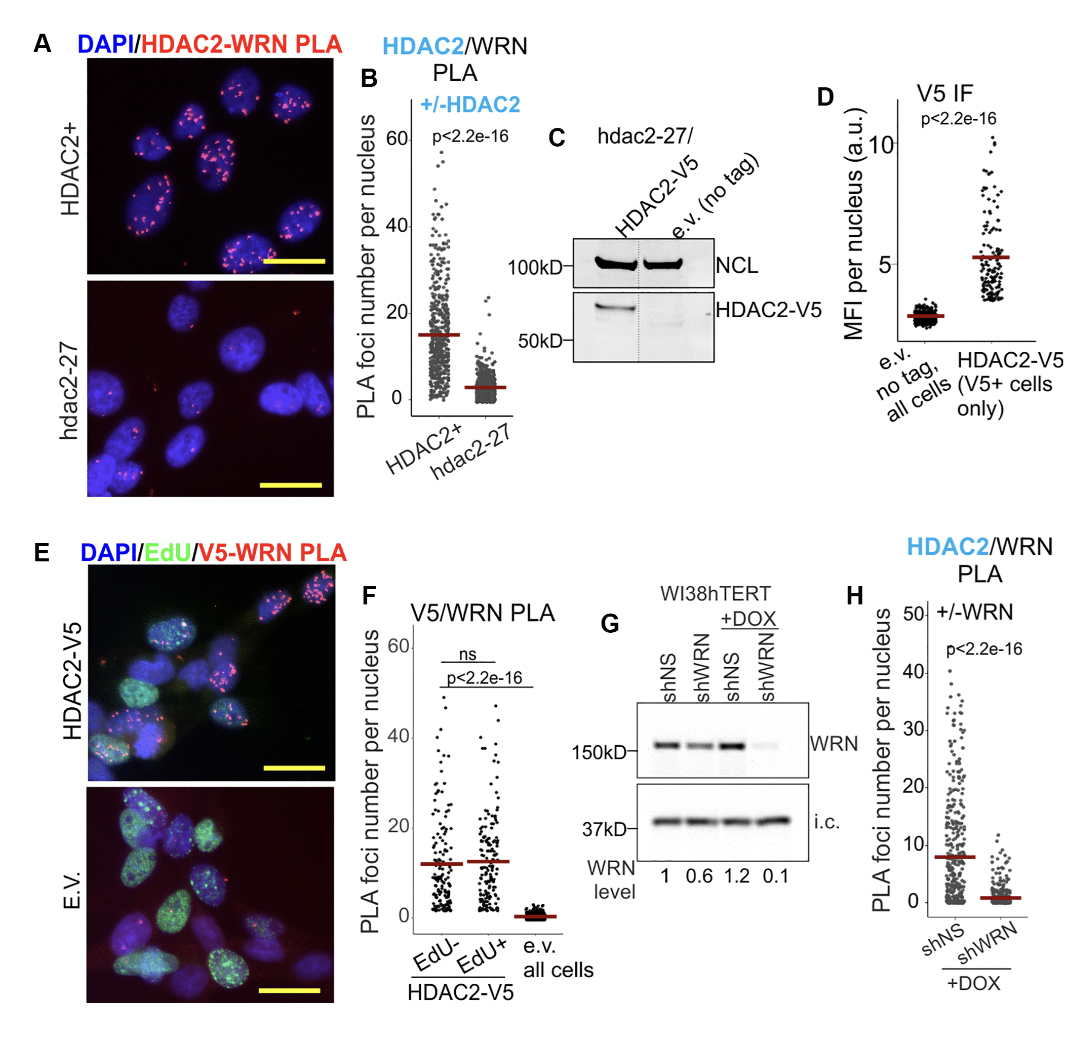 Werner syndrome RECQ helicase participates in and directs maintenance of the protein complexes of constitutive heterochromatin in proliferating human cells