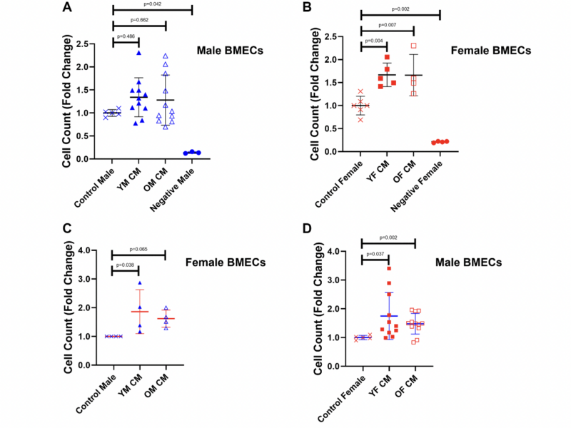 The effects of young and aged, male and female megakaryocyte conditioned media on angiogenic properties of endothelial cells