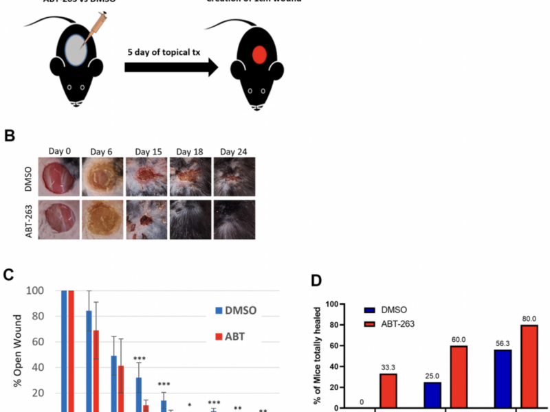 Topical ABT-263 treatment reduces aged skin senescence and improves subsequent wound healing