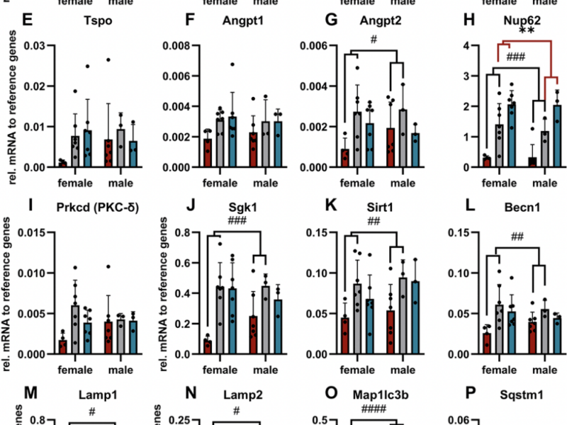 Cysteinyl leukotriene receptor 1 modulates retinal immune cells, vascularity and proteolytic activity in aged mice