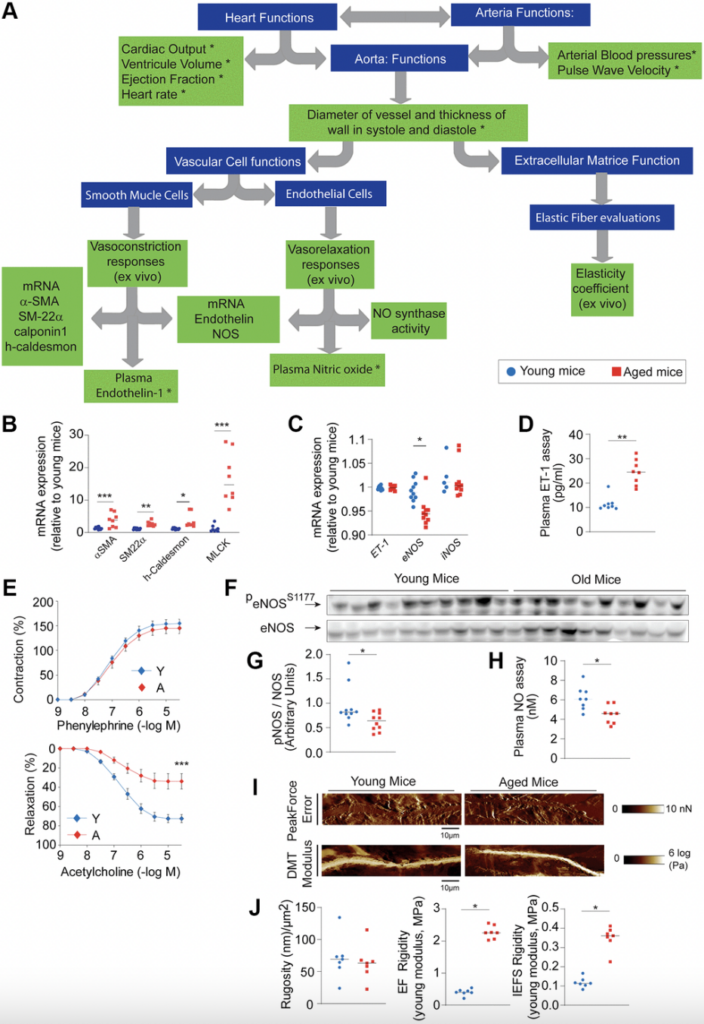 Exploring aortic stiffness in aging mice: a comprehensive methodological overview