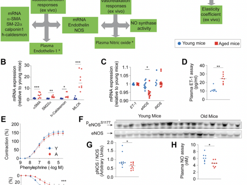 Exploring aortic stiffness in aging mice: a comprehensive methodological overview