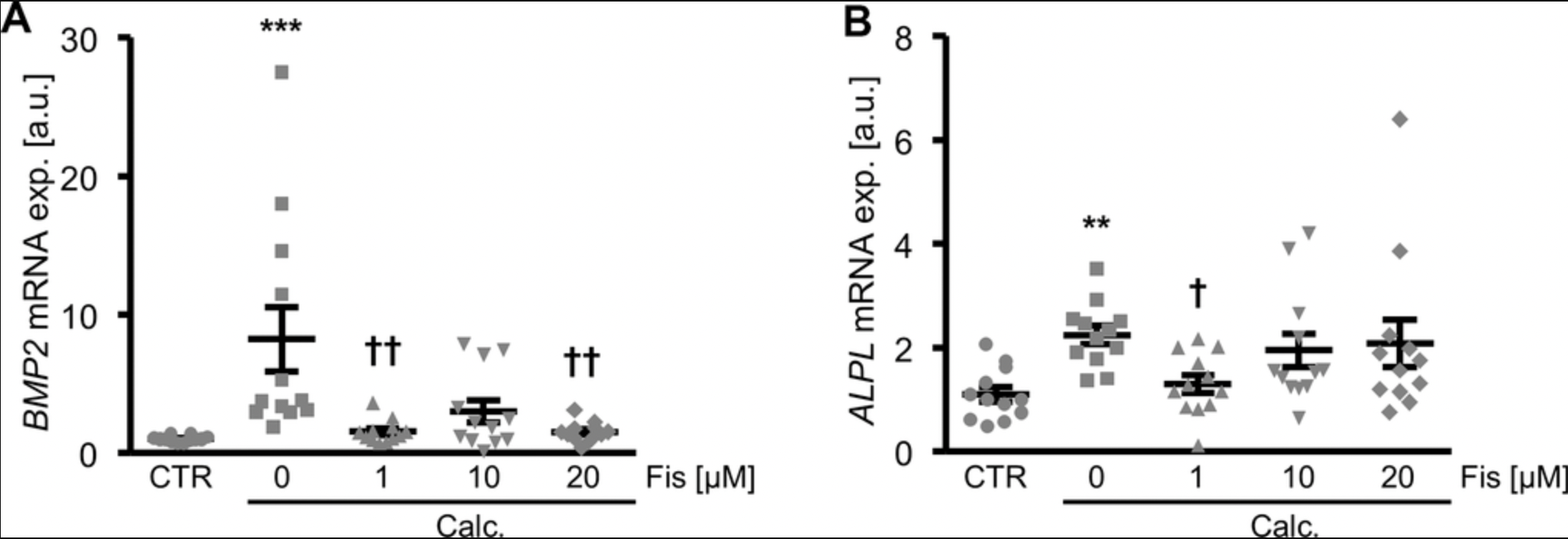 Fisetin ameliorates vascular smooth muscle cell calcification via DUSP1-dependent p38 MAPK inhibition