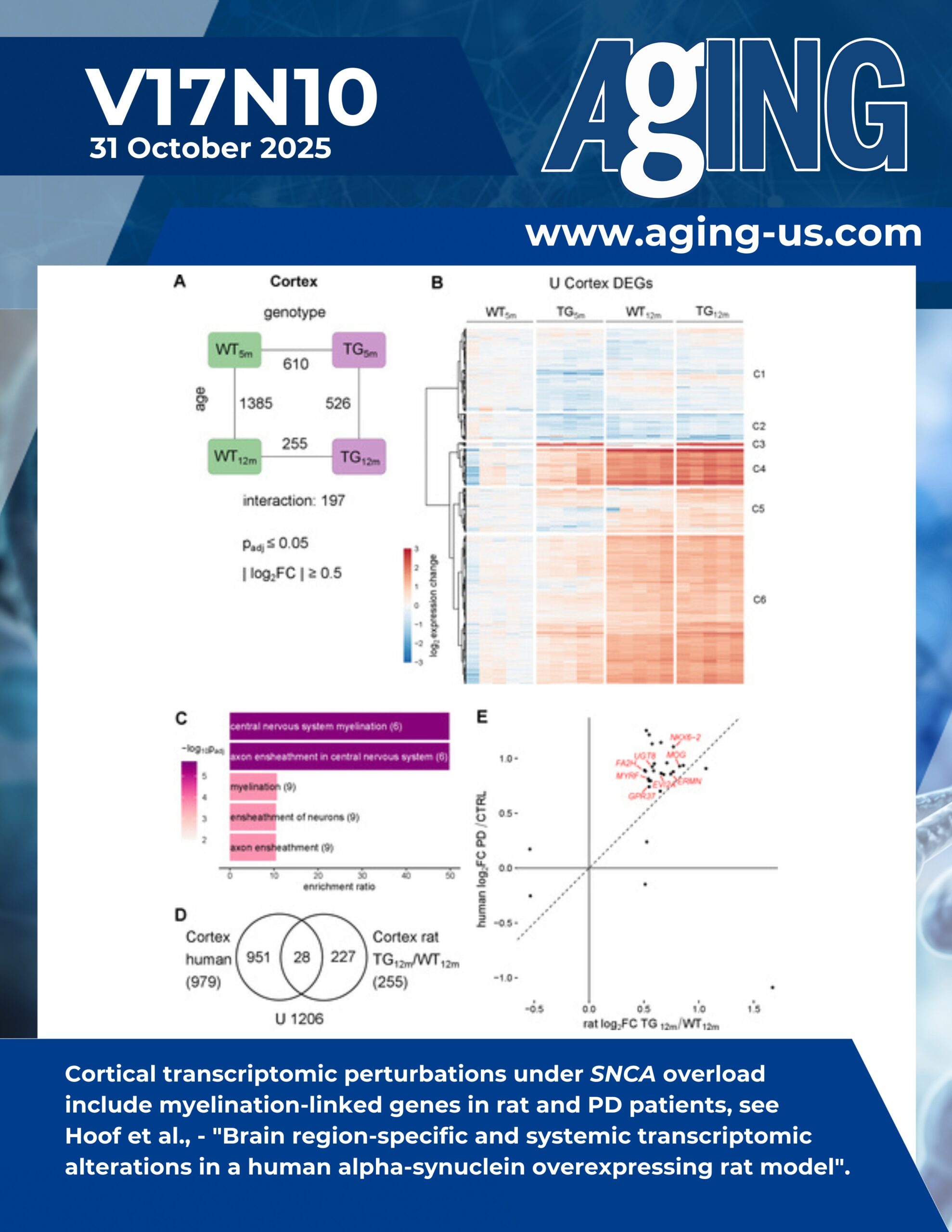 Brain region-specific and systemic transcriptomic alterations in a human alpha-synuclein overexpressing rat model