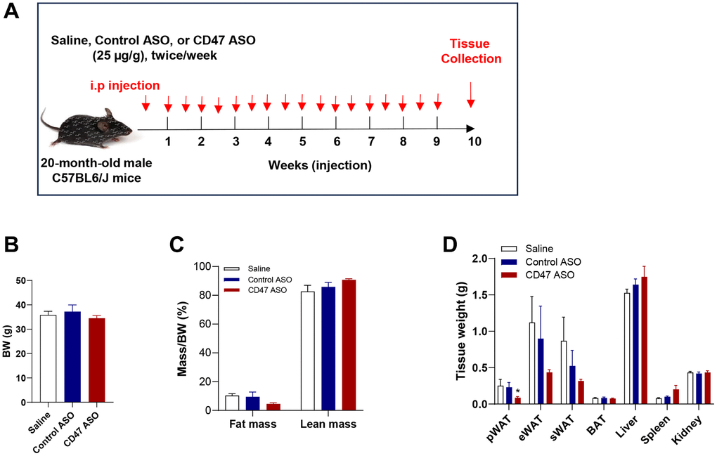 CD47 antisense oligonucleotide treatment improves glucose homeostasis and alleviates dyslipidemia in aged male mice